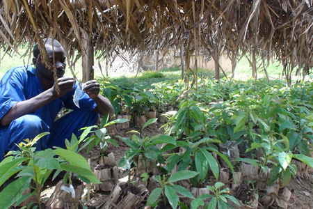 Appui à la pré-collecte et à la valorisation des déchets ménagers organiques, Rwanda