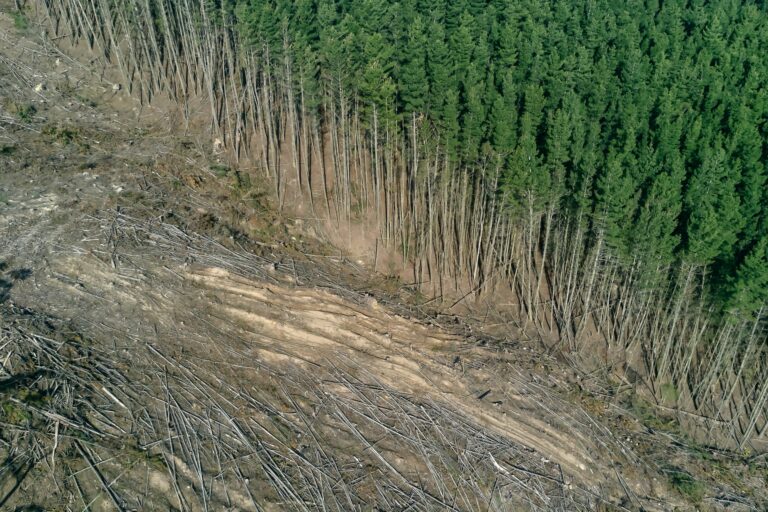 Deuxième débat d’ingénieur·e·s solidaires sur la déforestation : ce mardi 18 mai